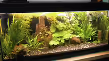 Aquarium Hauptansicht von Wilder Mix...aber mir gefällts