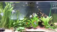 Aquarium im Wohnzimmer