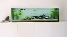 Aquarium im Wohnzimmer