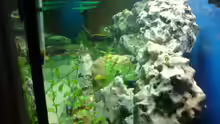 Aquarium juwel 450