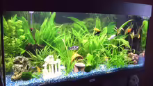 Aquarium Juwel Rio 180