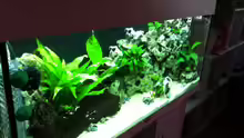 Aquarium Juwel Rio 240