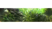 Aquarium Juwel Rio 400