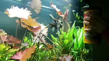 Aquarium Juwel Rio 400