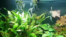Aquarium Juwel Rio 400