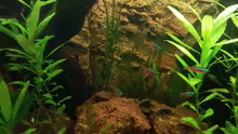 Aquarium Juwel Rio 400