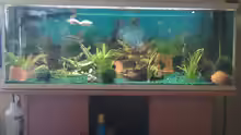 Aquarium Juwel
