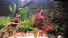 Aquarium Kleine Unterwasserwelt
