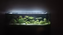 Aquarium Kleiner Tanganjikasee