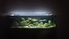 Aquarium Kleiner Tanganjikasee