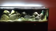 Aquarium Kleiner Tanganjikasee