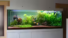 Aquarium Little Dream