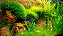 Aquarium little green hell