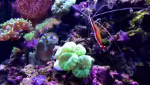 Aquarium Little Sea