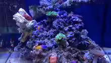 Aquarium Little Sea