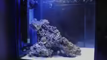 Aquarium Little Sea