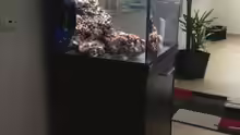 Aquarium Little Sea