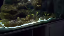 Aquarium Malawi ... nur noch als Beispiel