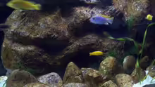 Aquarium Malawi ... nur noch als Beispiel