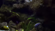 Aquarium Malawi ... nur noch als Beispiel