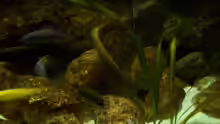 Aquarium Malawi ... nur noch als Beispiel