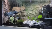 Aquarium Malawi - Showbecken