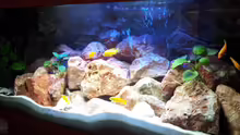 Aquarium Malawi 240 mbuna