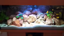 Aquarium Malawi 240 mbuna