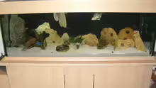 Aquarium Malawi 450