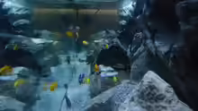 Aquarium Malawi 450