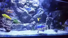 Aquarium Malawi african sea or "Der Mühe Lohn"