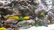 Aquarium Malawi african sea or "Der Mühe Lohn"