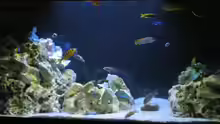 Aquarium Malawi Barsche