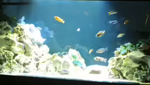 Aquarium Malawi Barsche
