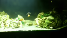 Aquarium Malawi Barsche