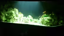 Aquarium Malawi Barsche