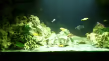 Aquarium Malawi Barsche