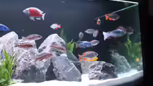 Aquarium Malawi Non-Mbuna