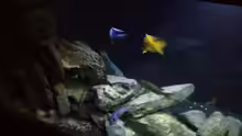 Aquarium Malawi (nur noch als Beispiel)