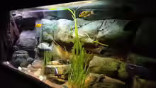Aquarium Malawi rough shore (Nur noch als Beispiel)