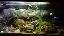 Aquarium Malawi rough shore (Nur noch als Beispiel)