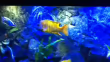 Aquarium MALAWI TANK