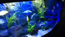 Aquarium MALAWI TANK