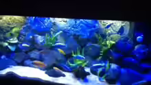 Aquarium MALAWI TANK