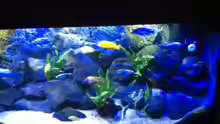 Aquarium MALAWI TANK