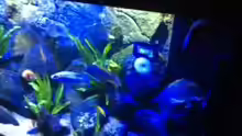 Aquarium MALAWI TANK