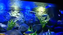 Aquarium MALAWI TANK