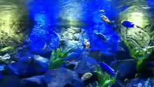 Aquarium MALAWI TANK