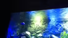 Aquarium MALAWI TANK