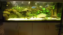 Aquarium Malawi Traum ( nicht mehr vorhanden)